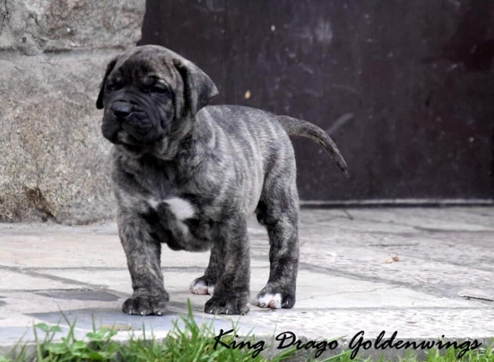 KING DRAGO GOLDENWINGS 1
