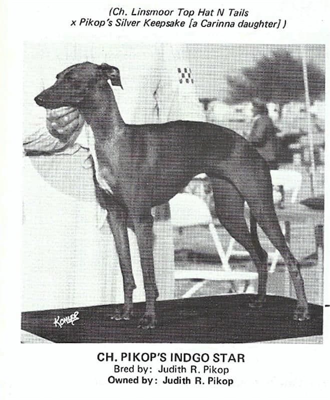Pikop's Indgo Star 1