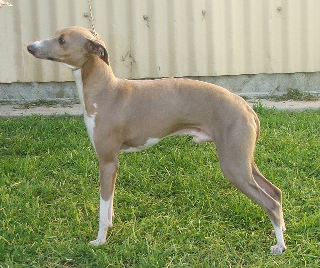 Piccino Fino 1