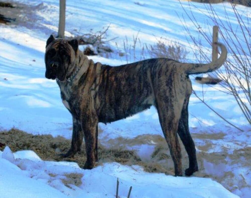 PICTURE PERFECT VITORIAN (OF BEARCLAW) 1