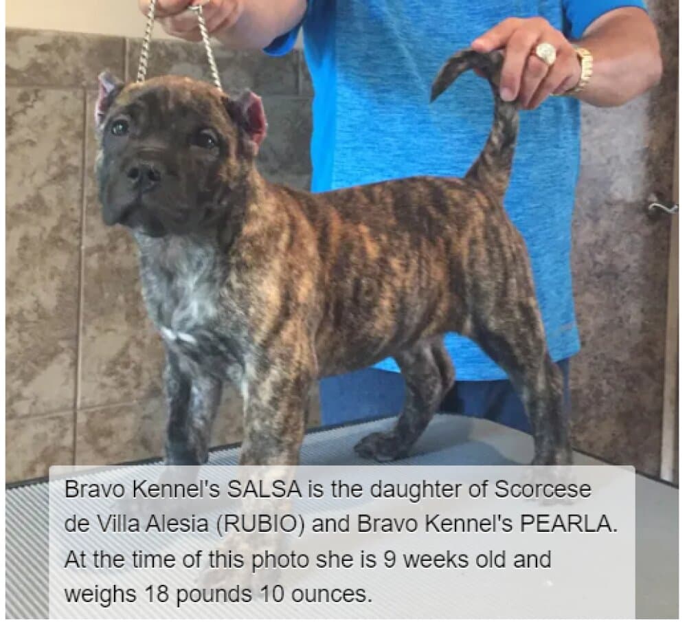 BRAVO KENNEL'S SALSA 1