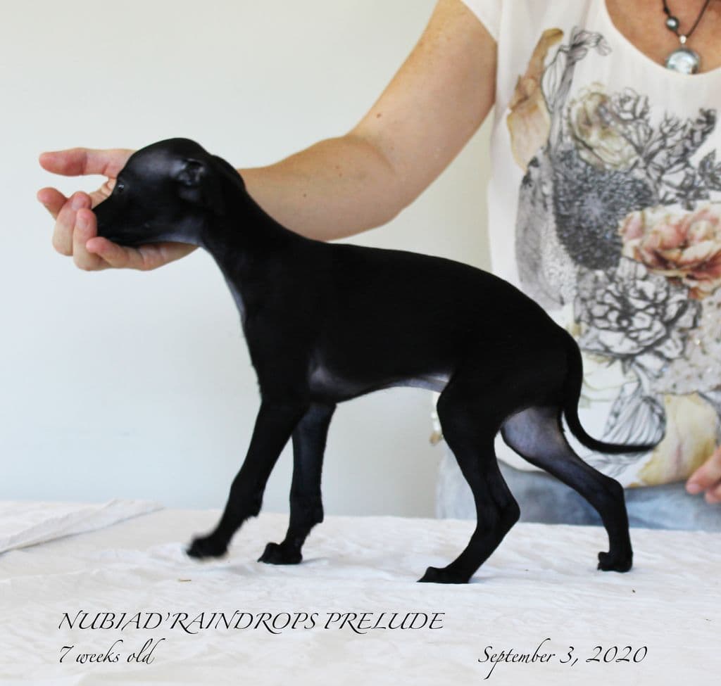 Nubiad' Raindrops Prelude 1