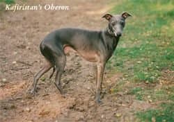 Kafiristan’s Oberon 1