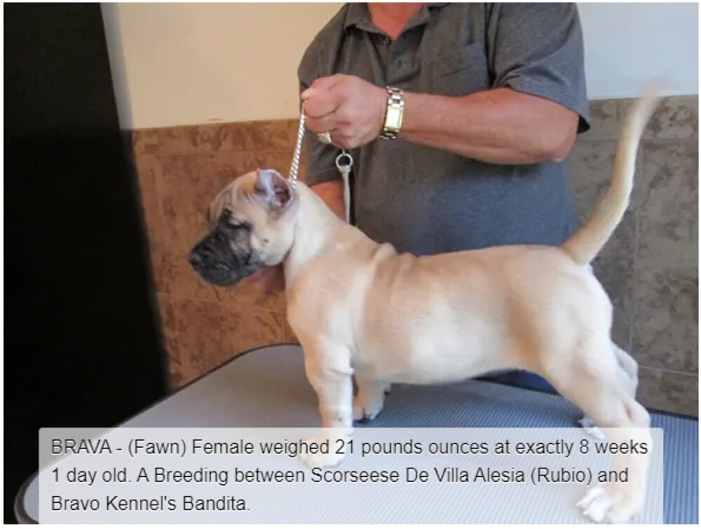 BRAVO KENNEL’S BRAVA (2014) 1