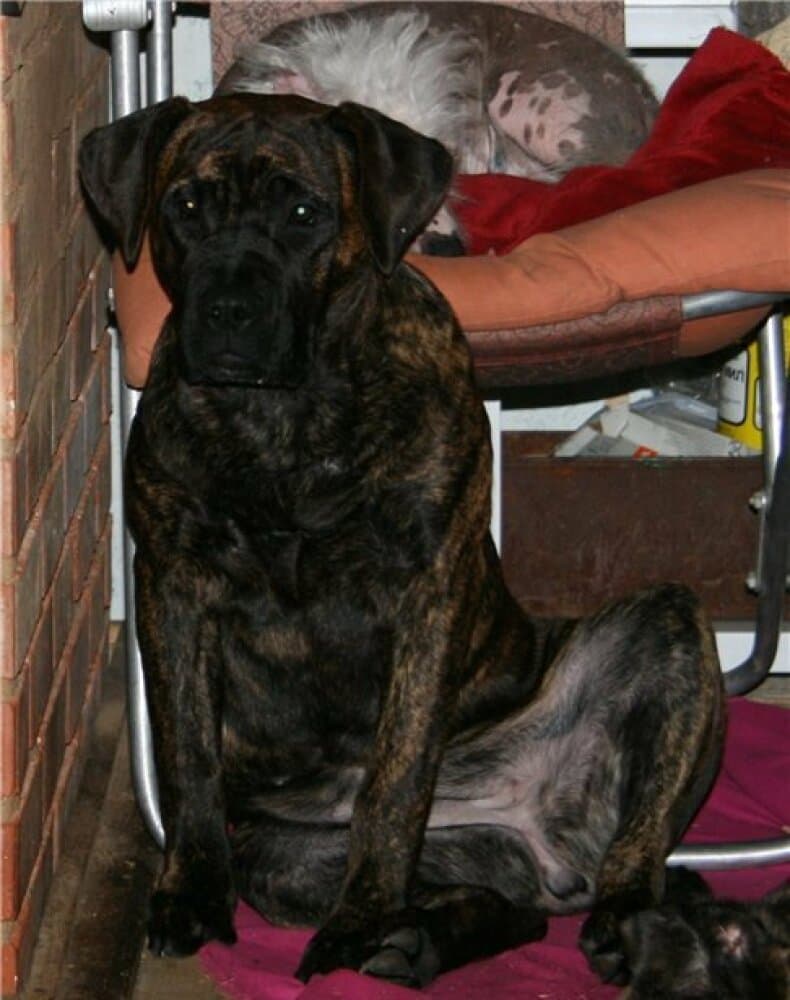 RAMONA BALUARTE DE LOS PERROS 1