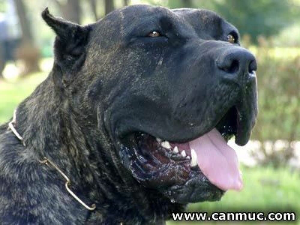 JARCHA DE CANMUC 1