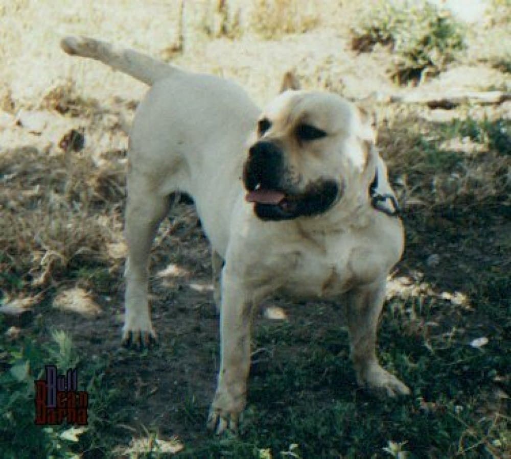TIMBA ZAYA 1