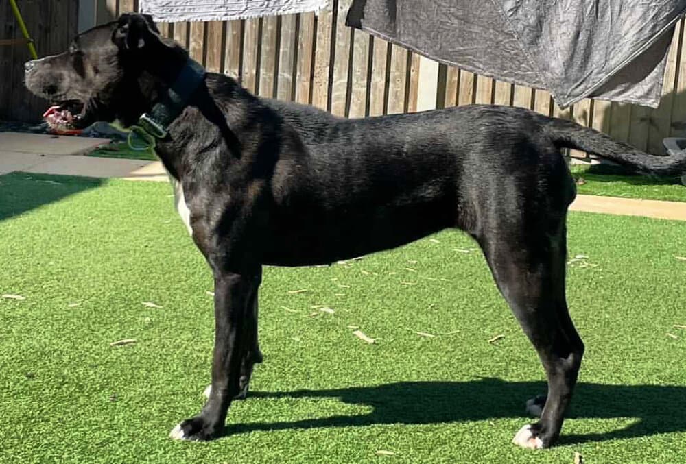 INDICA DE SEVERN KENNELS 1