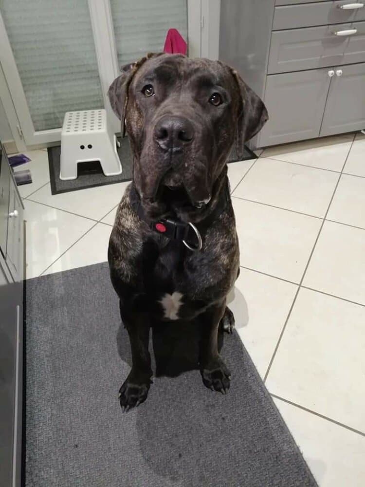PACCO DE LA HUELLA DEL PRESA CANARIO 1