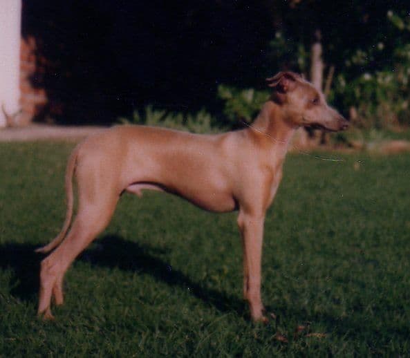 Sylvalait Tia Amor 1