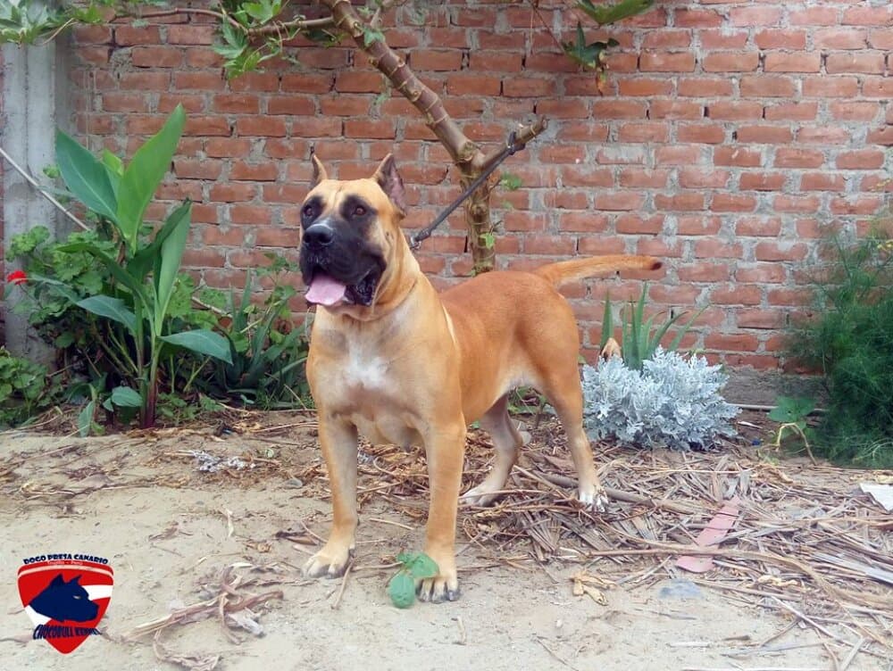 TANIA DOG PUR 1