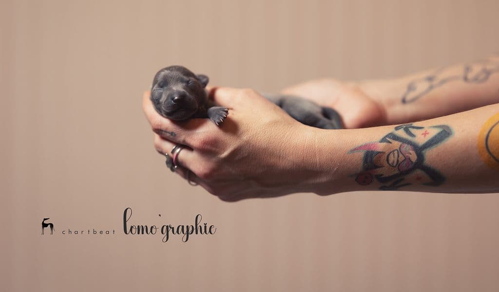 Chartbeat Lomo'graphie 1