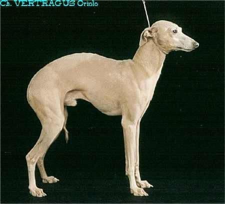 Vertragus Oriolo 1