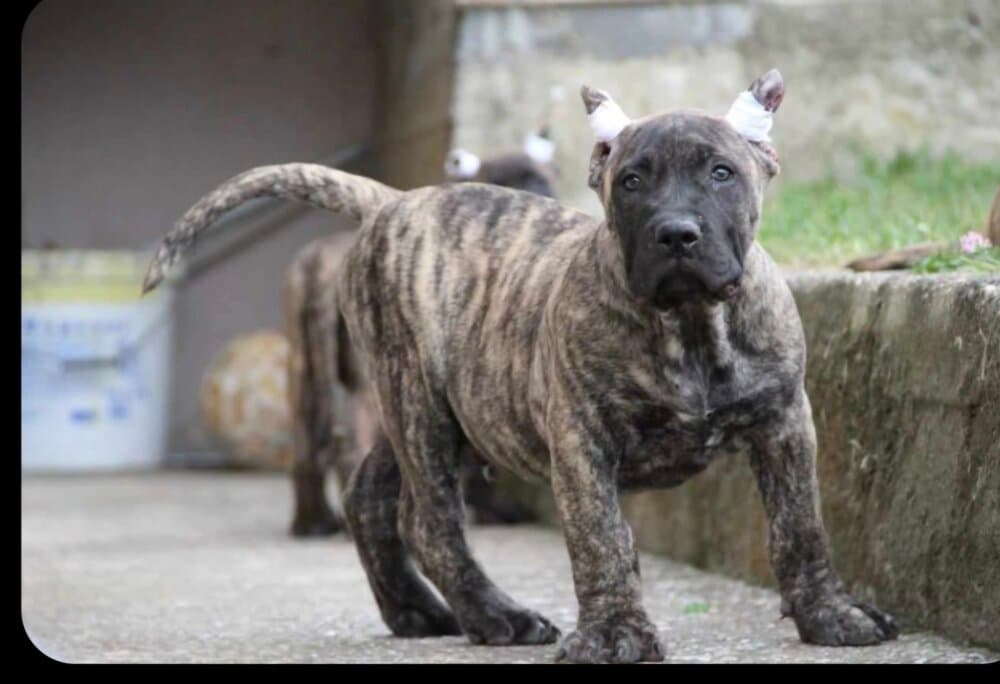 DARKO SILVER CHILD 1