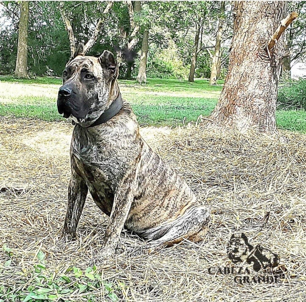 CARLITA DE CABEZA GRANDE 1