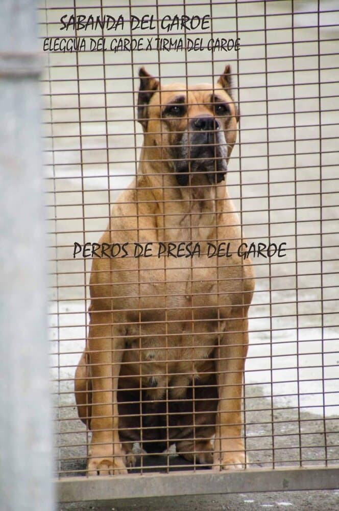 SABANDA DEL GAROE 1