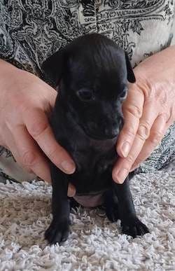 Il Cagnolino Patrizia 1