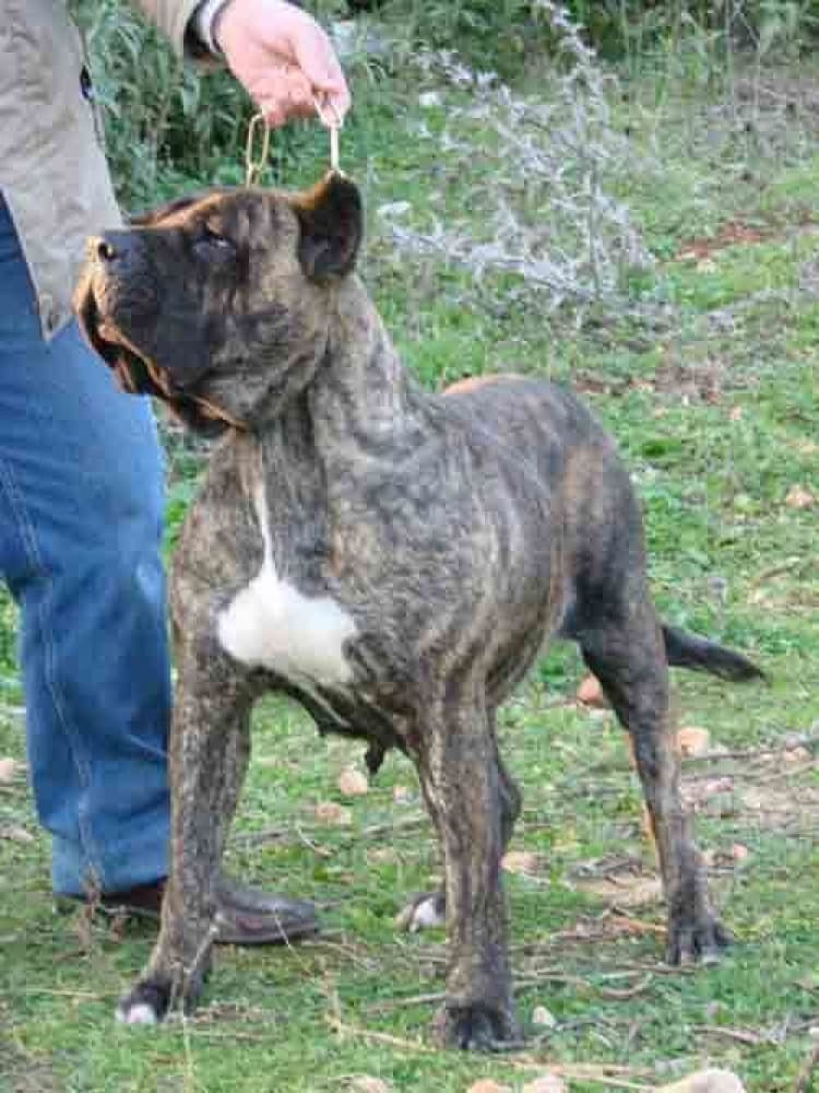 ZENA 1