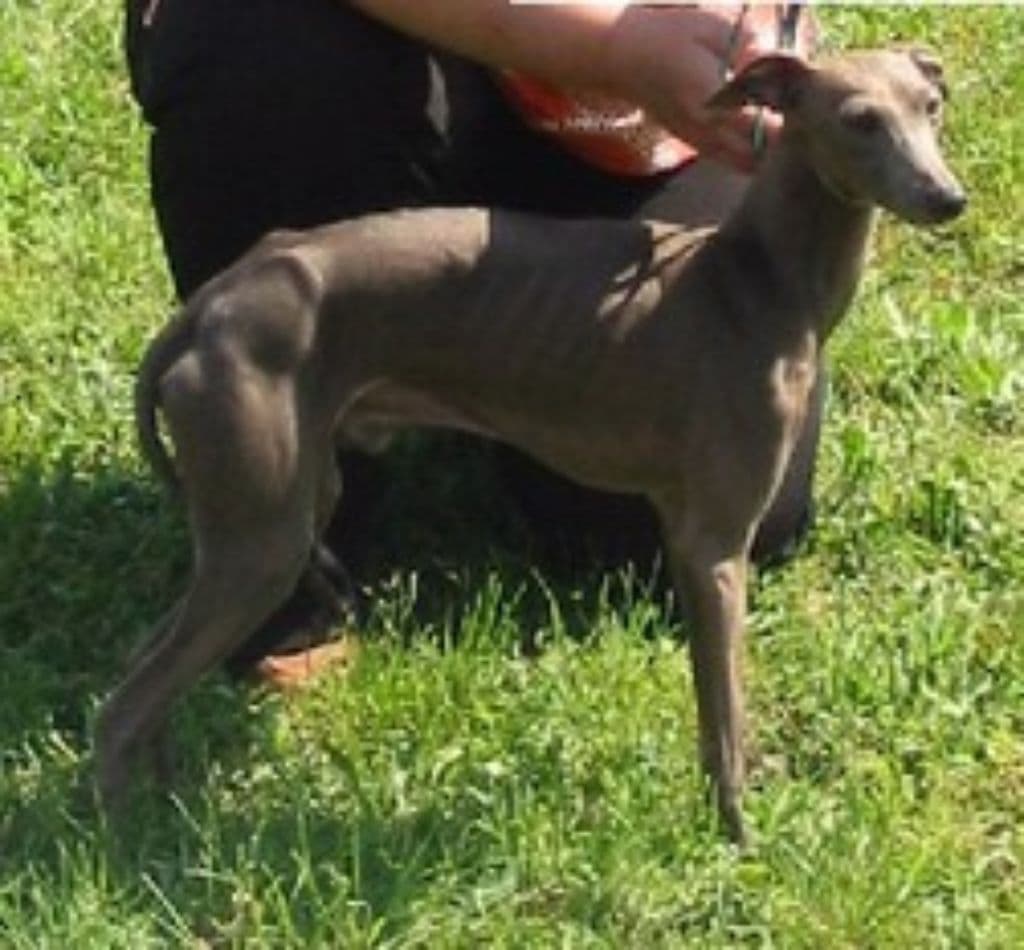Ruppert Skarak 1