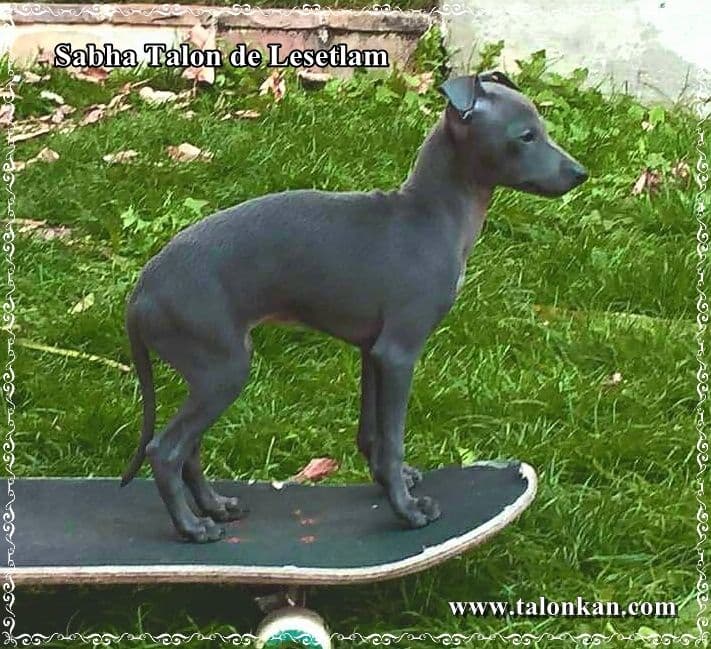 Sabha Talon de Lesetlam 1