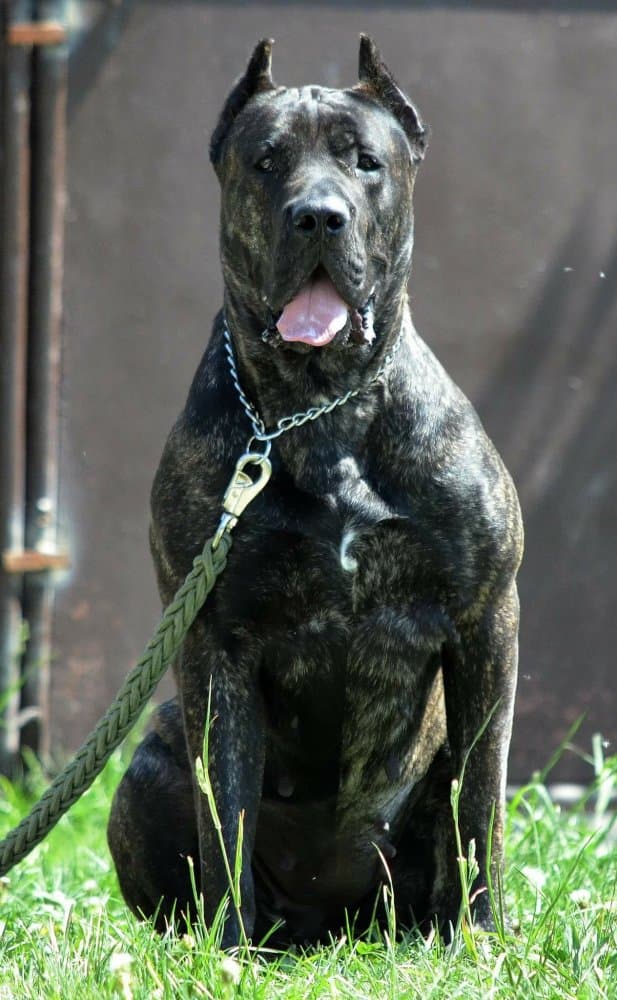 CARAMBA CABALLERO CANARIO 1