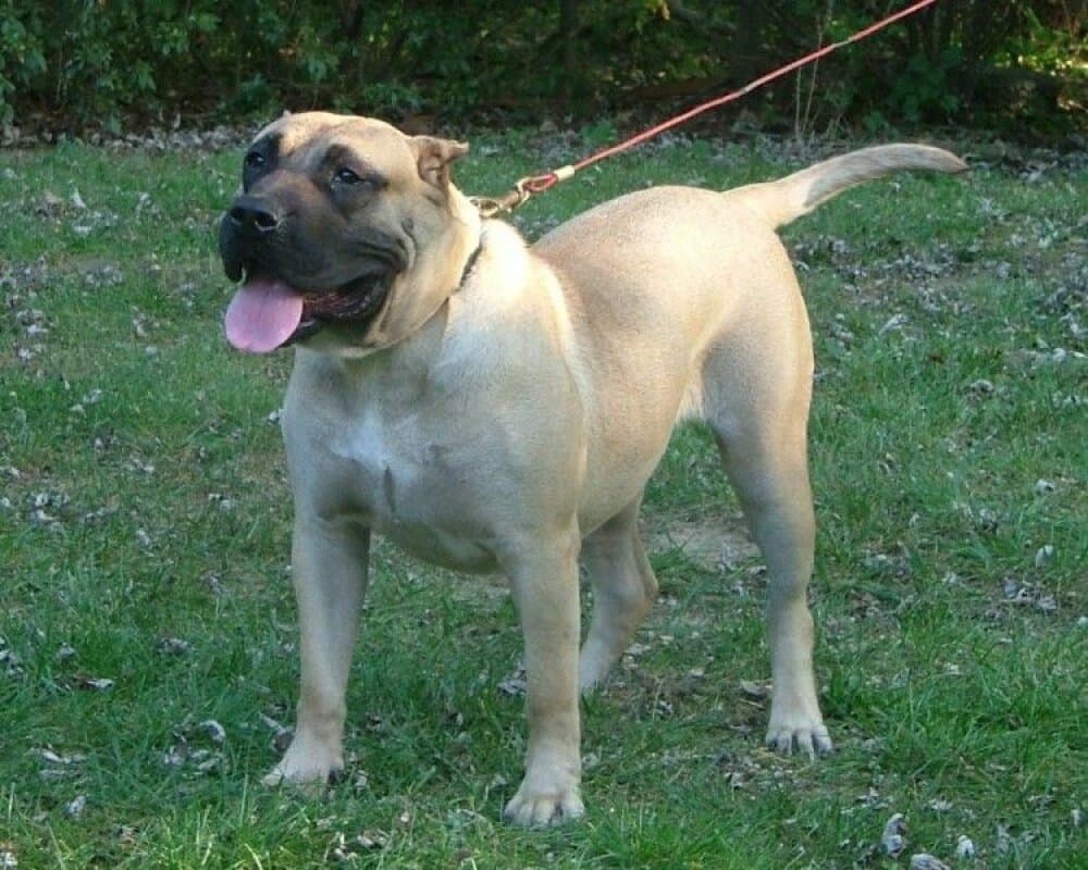 LADY SOPHIA XANTI LAND (SUGAR) 1