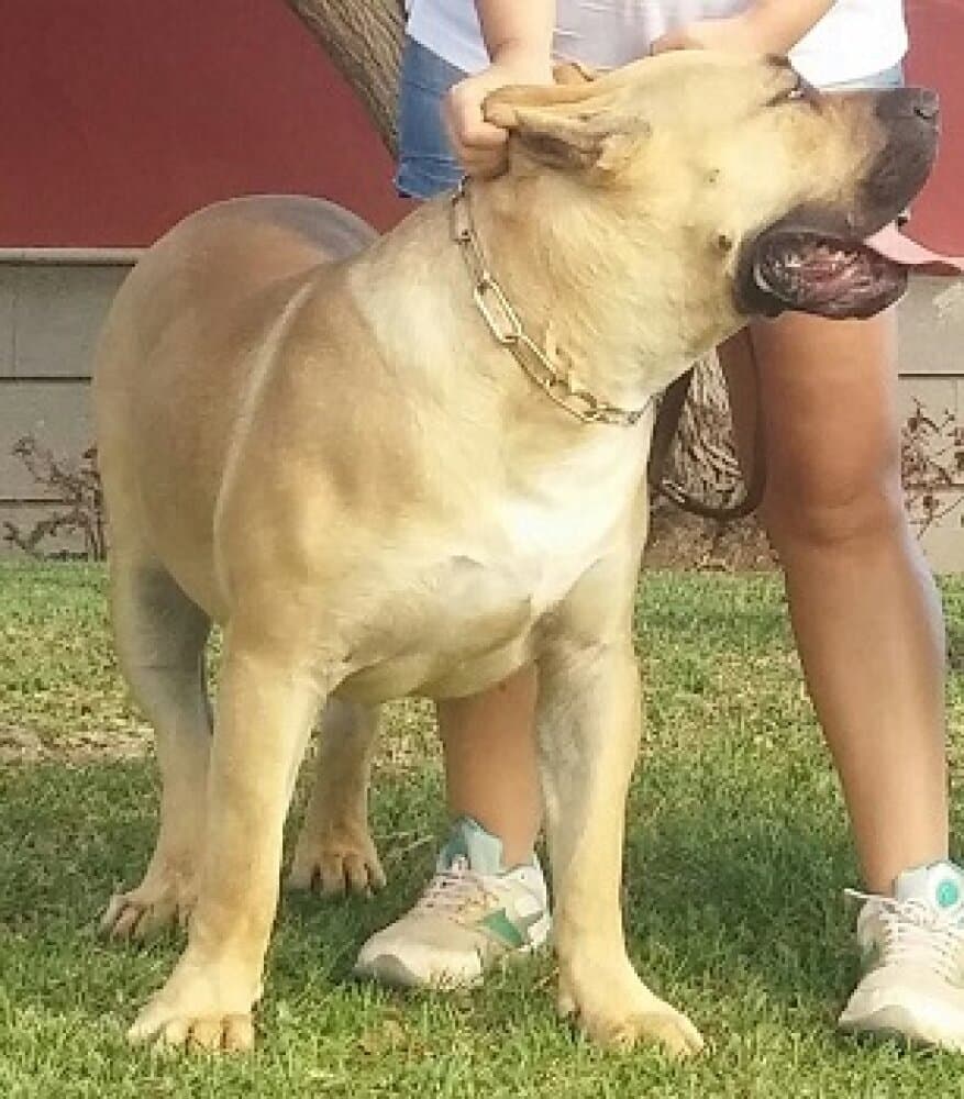 Canario 1