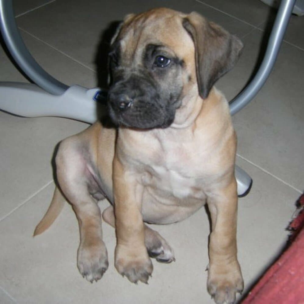 WINNIE THE POOH DE PERRO DE LA TIERRA 1