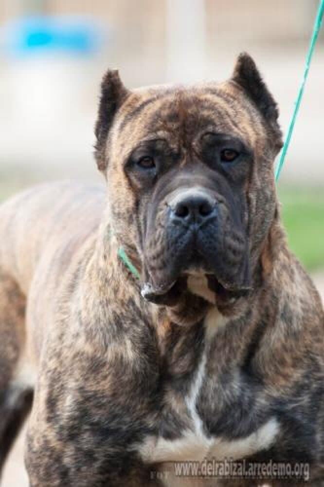 RAICONEN DE CAMARMENA 1