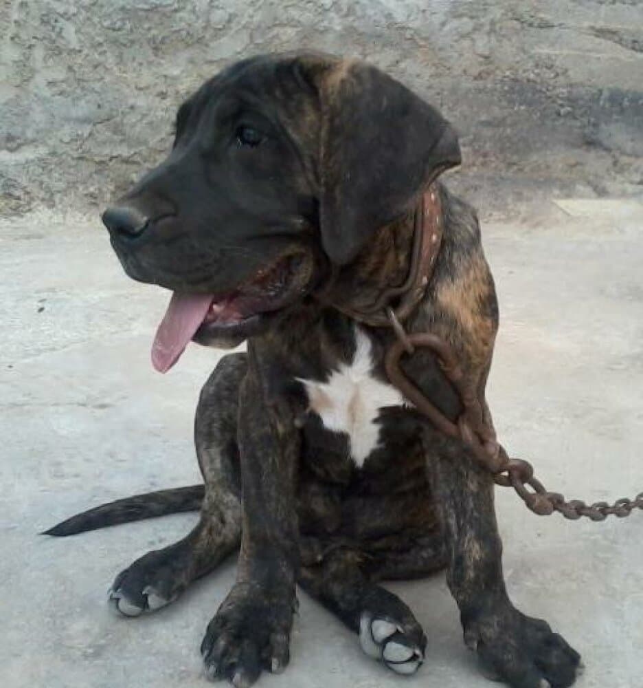 SERRUCHO DE PERRO DE LA TIERRA 1