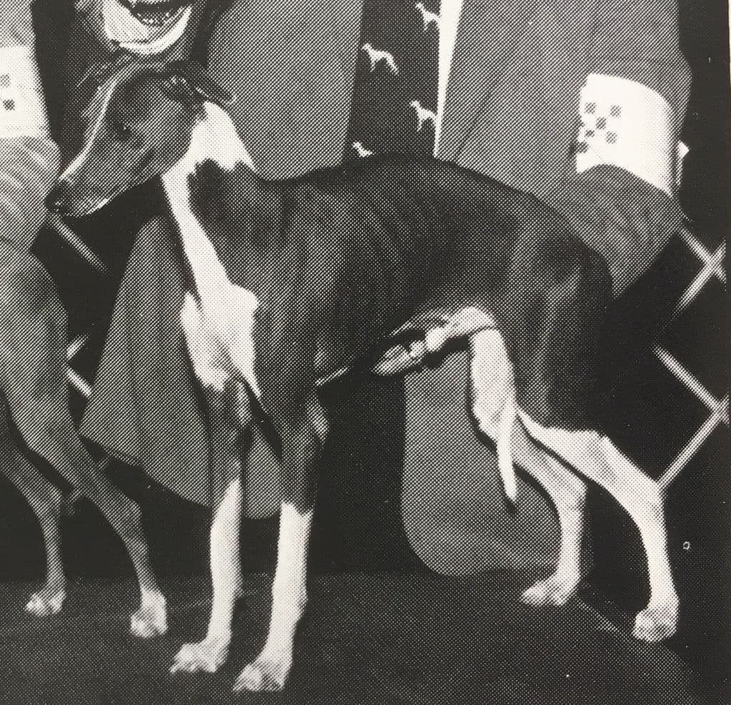 Elysee's Buster 1