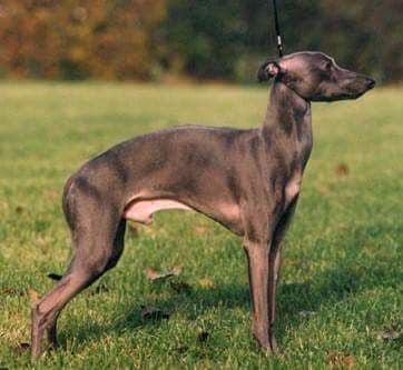 Il Cagnolino Celino 1