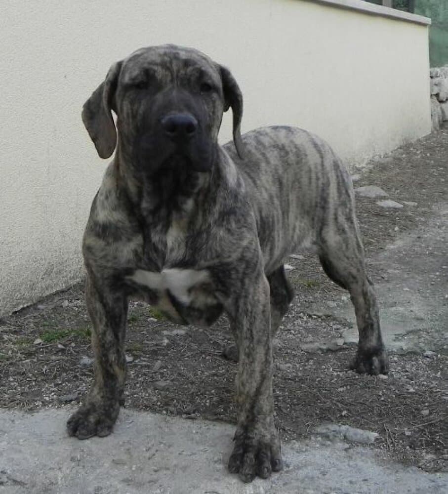VICTOR DE SPALATO BULL 1