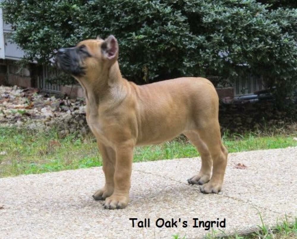 TALL OAK'S INGRID 1