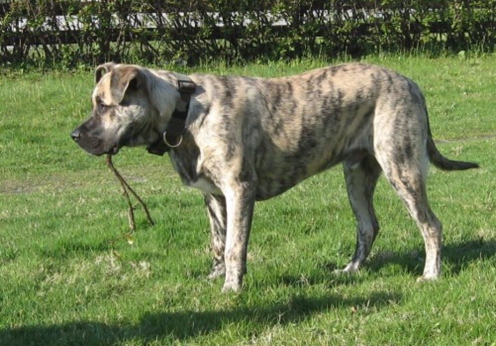 BLADE K9 MADNESS 1