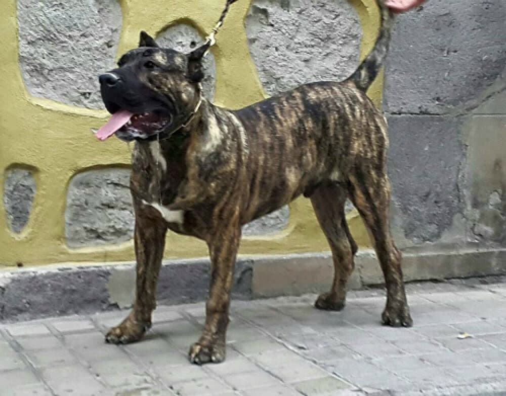 AQUILES DE BREVIER CAN 1