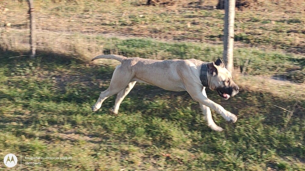 A'MEA DE GORILAZ DOGS 1