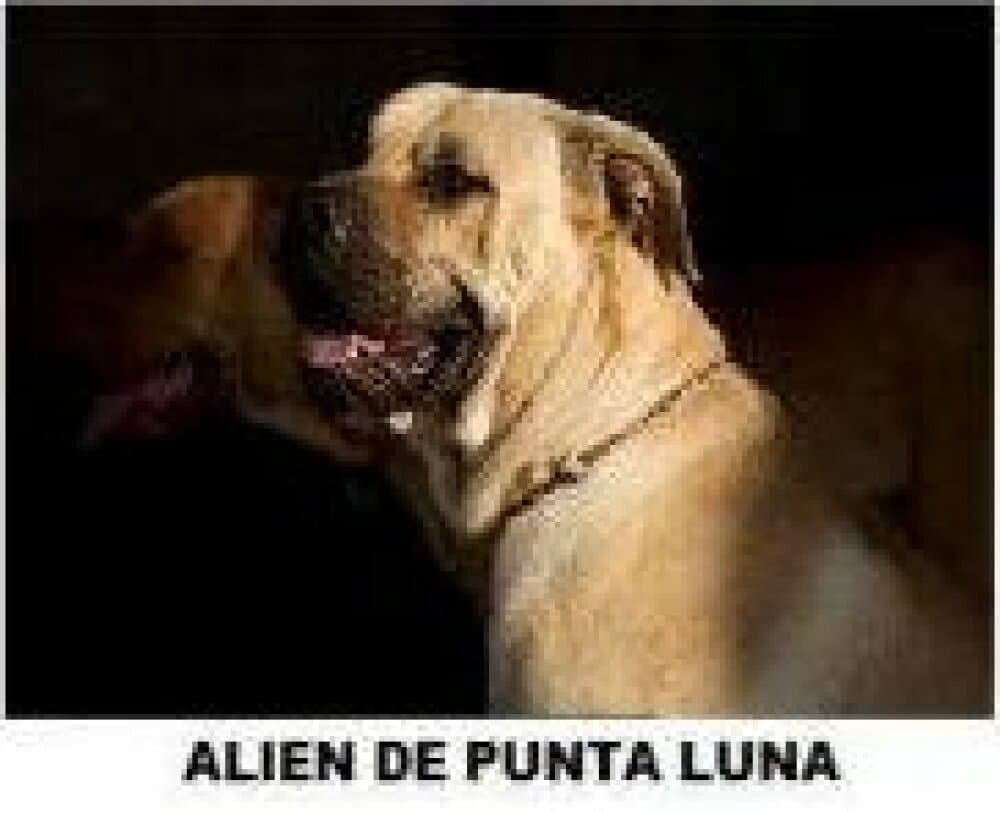 ALIEN DE PUNTA LUNA 1