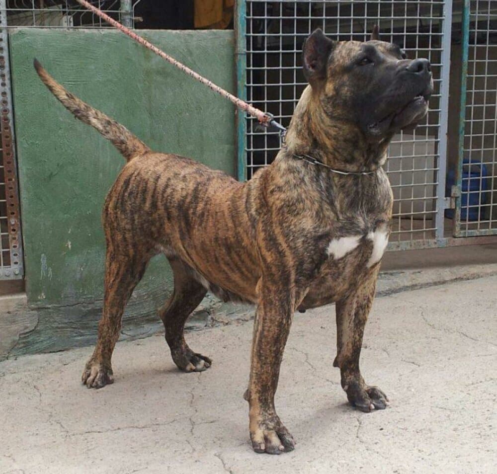 KIRA DE BREVIERCAN 1