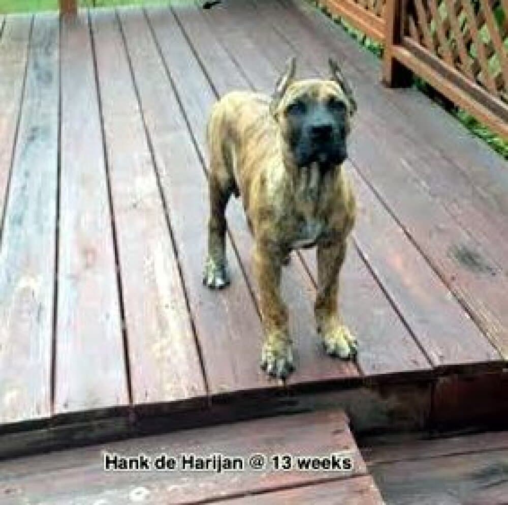 HANK DE HARIJAN 1