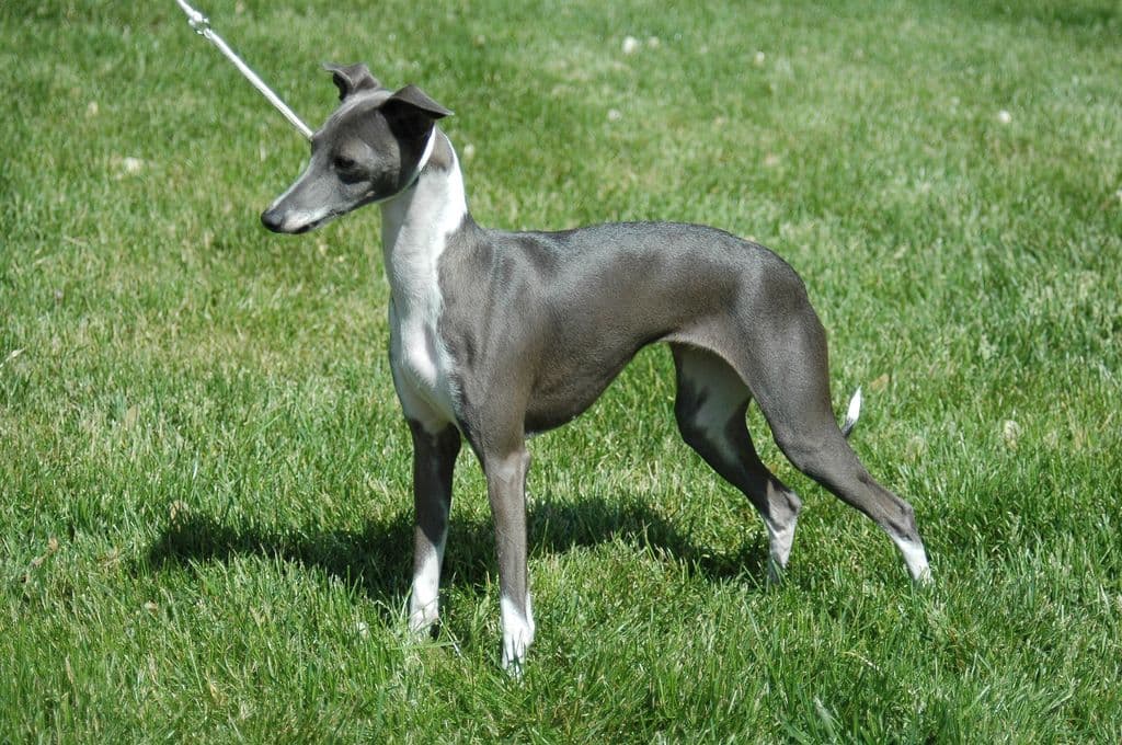Voici Special Agent Adeline 1