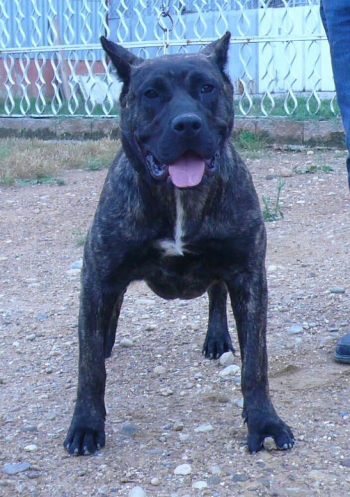 KIKA DE CASA DEL PRESA 1