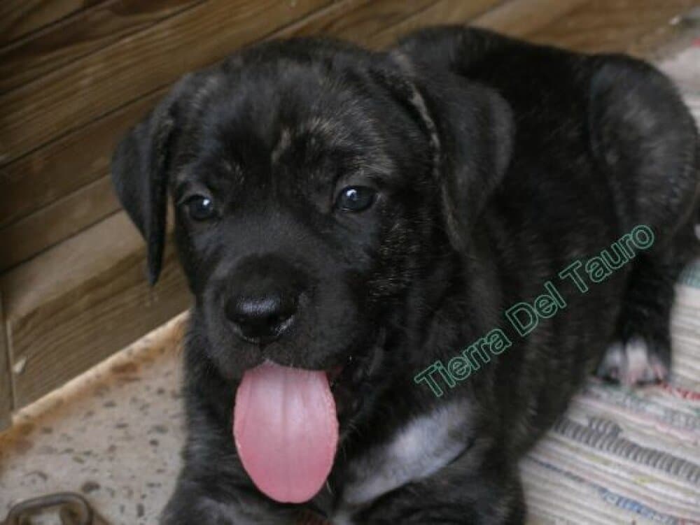 ARYA DE TIERRA DEL TAURO 1