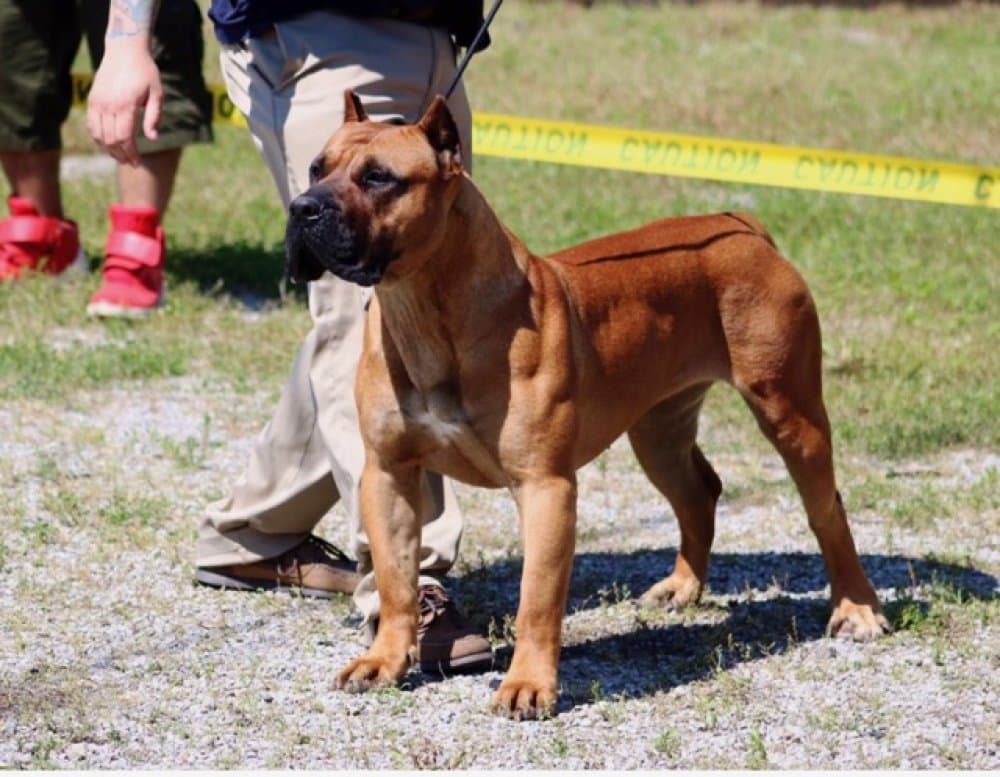 MID AMERICA K-9 ANNABELLE 1