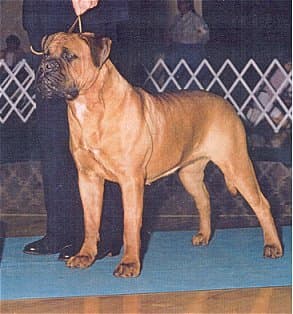 JAYCASEY'S HONEY OF HANOVER 1