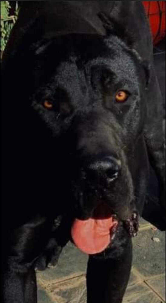 CERBERO DE LOS MENCEYES 1