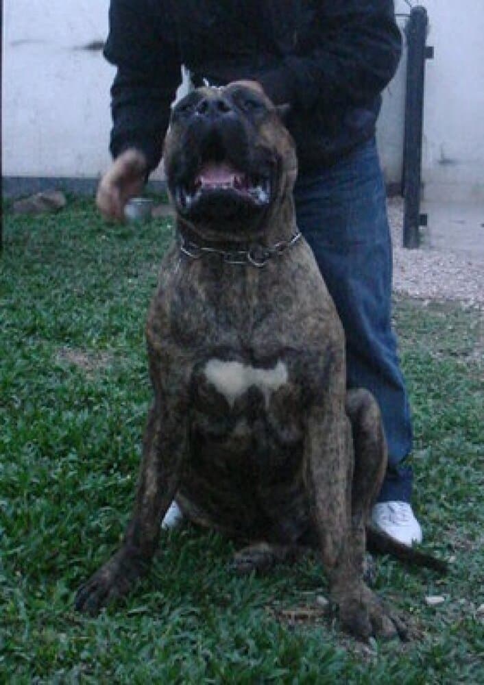 TROTA DE CASA PANCHO 1