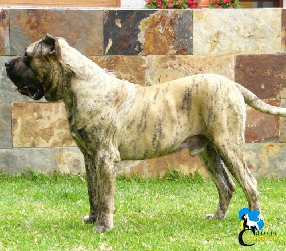 LUPO DE CIELO DE CANARIAS 1