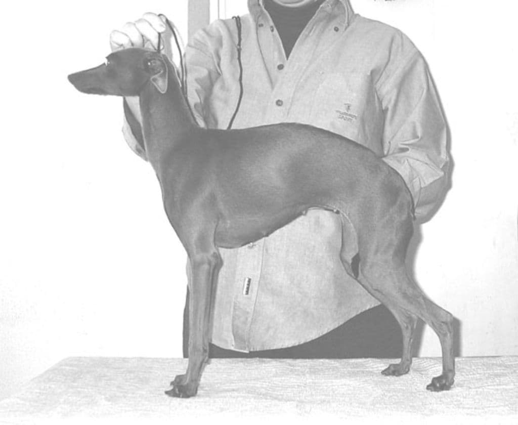 Sobers Eviva 1