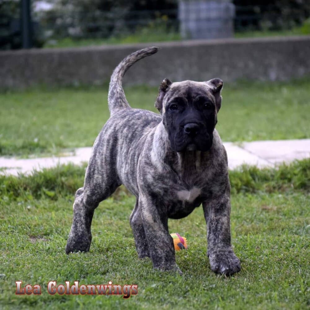 LEA GOLDENWINGS 1